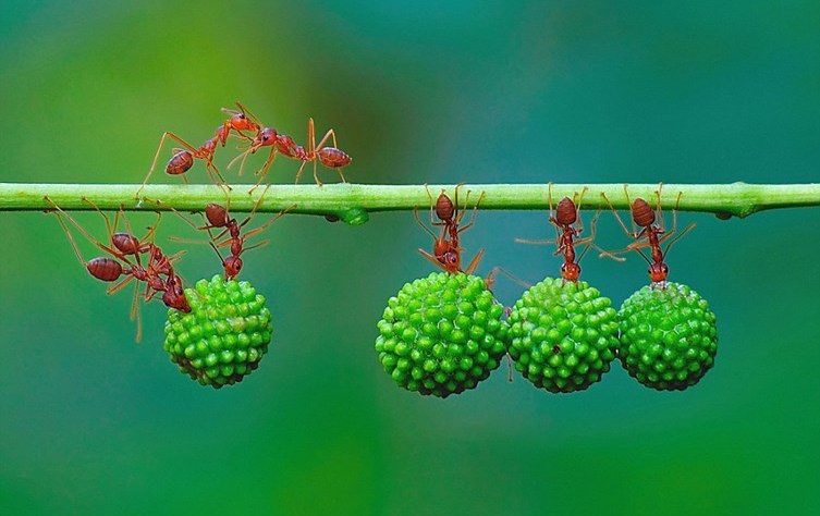 Loài kiến và những cuộc đấu trí